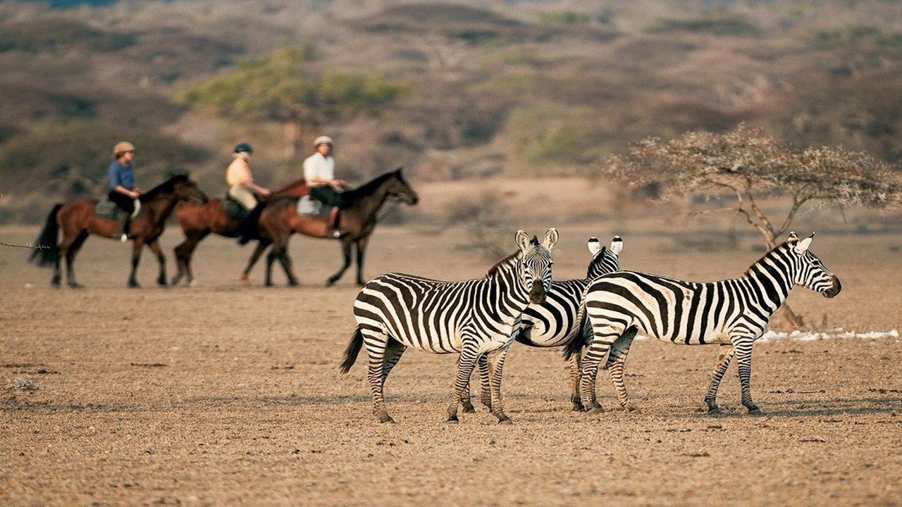 Serval Wildlife Experience