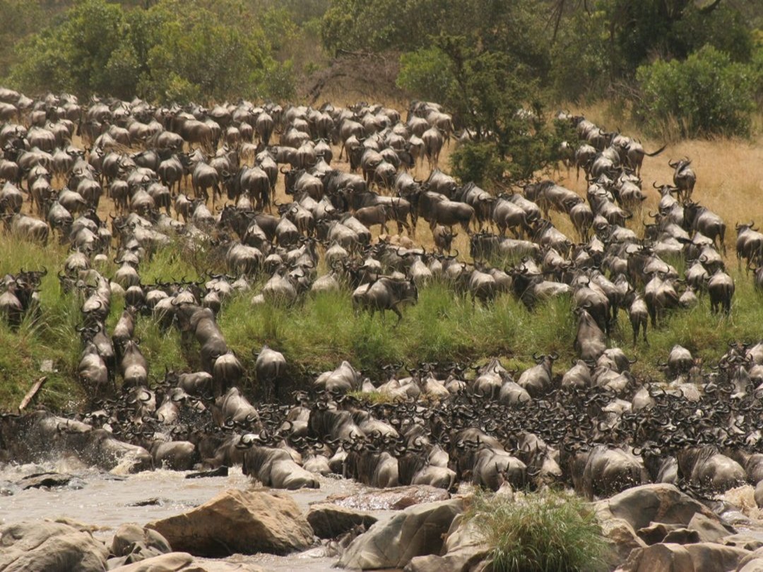 Interesting Facts About The Great Wildbeest Migration In Tanzania