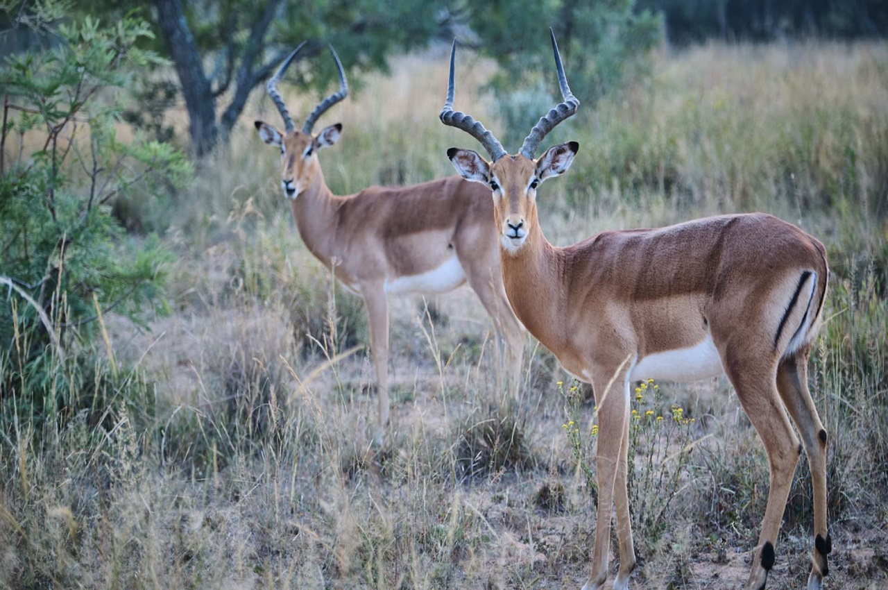5 Days Safari Option (Minus Natron) Serengeti Experience