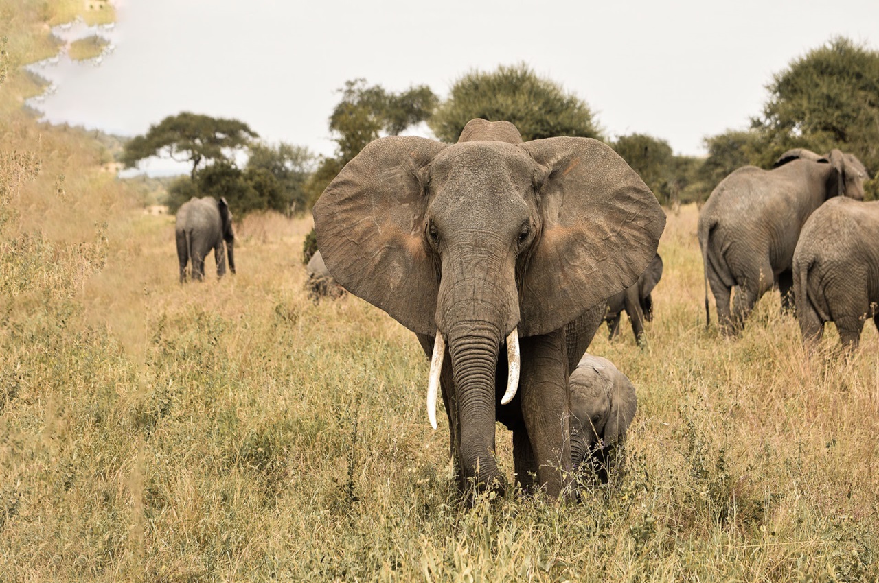 4 Days Safari Option - With Natron
Operating in High Season Only